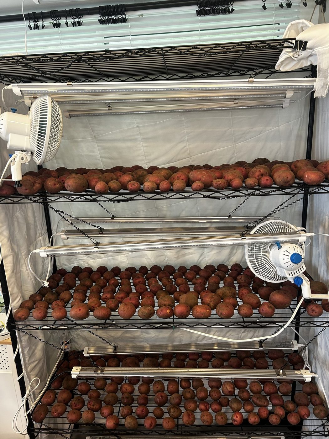 Freshly dug red potatoes curing in single layers on three wire shelving racks, with fans running for air circulation