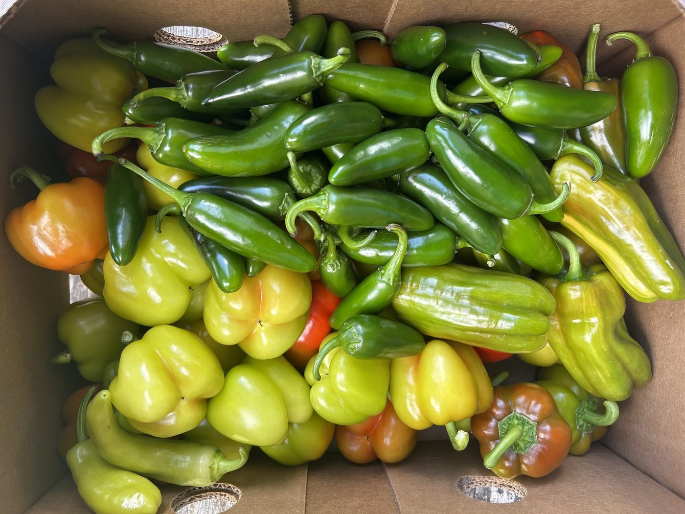 A harvest box packed with jalapenos, green and yellow bell peppers and banana peppers