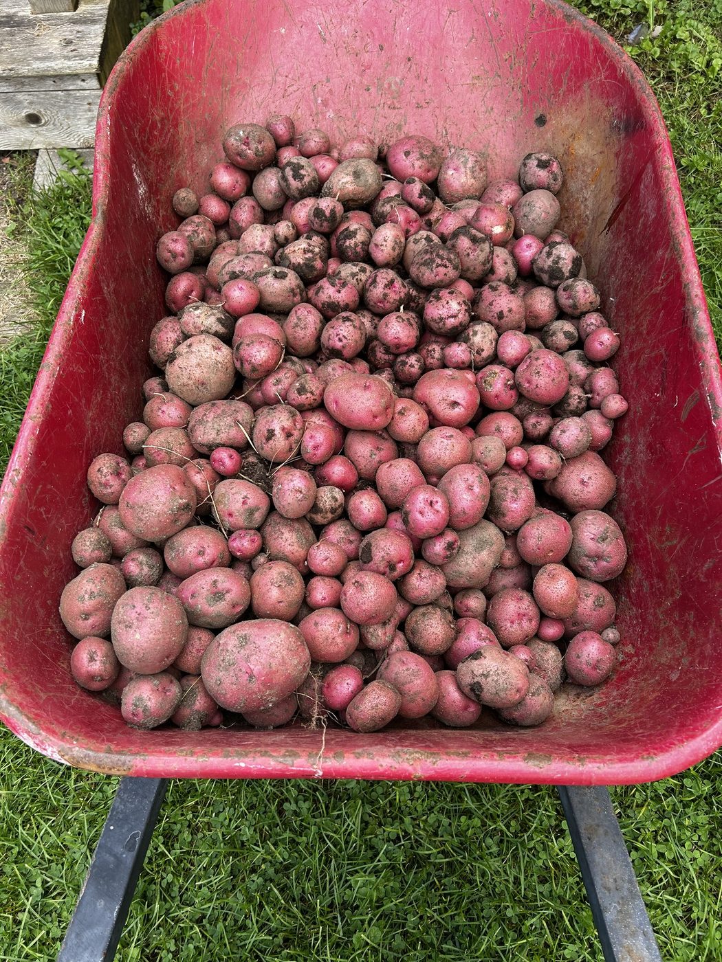 A wheelbarrow full of freshly dug red potatoes with soil still on the skins