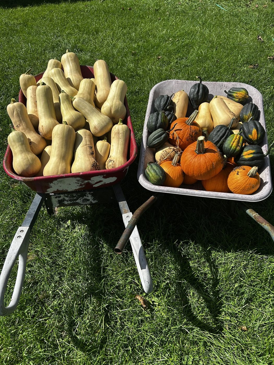 Two wheelbarrows of freshly cut winter squash on grass, one filled with butternut, the other with acorn squash and small pie pumpkins