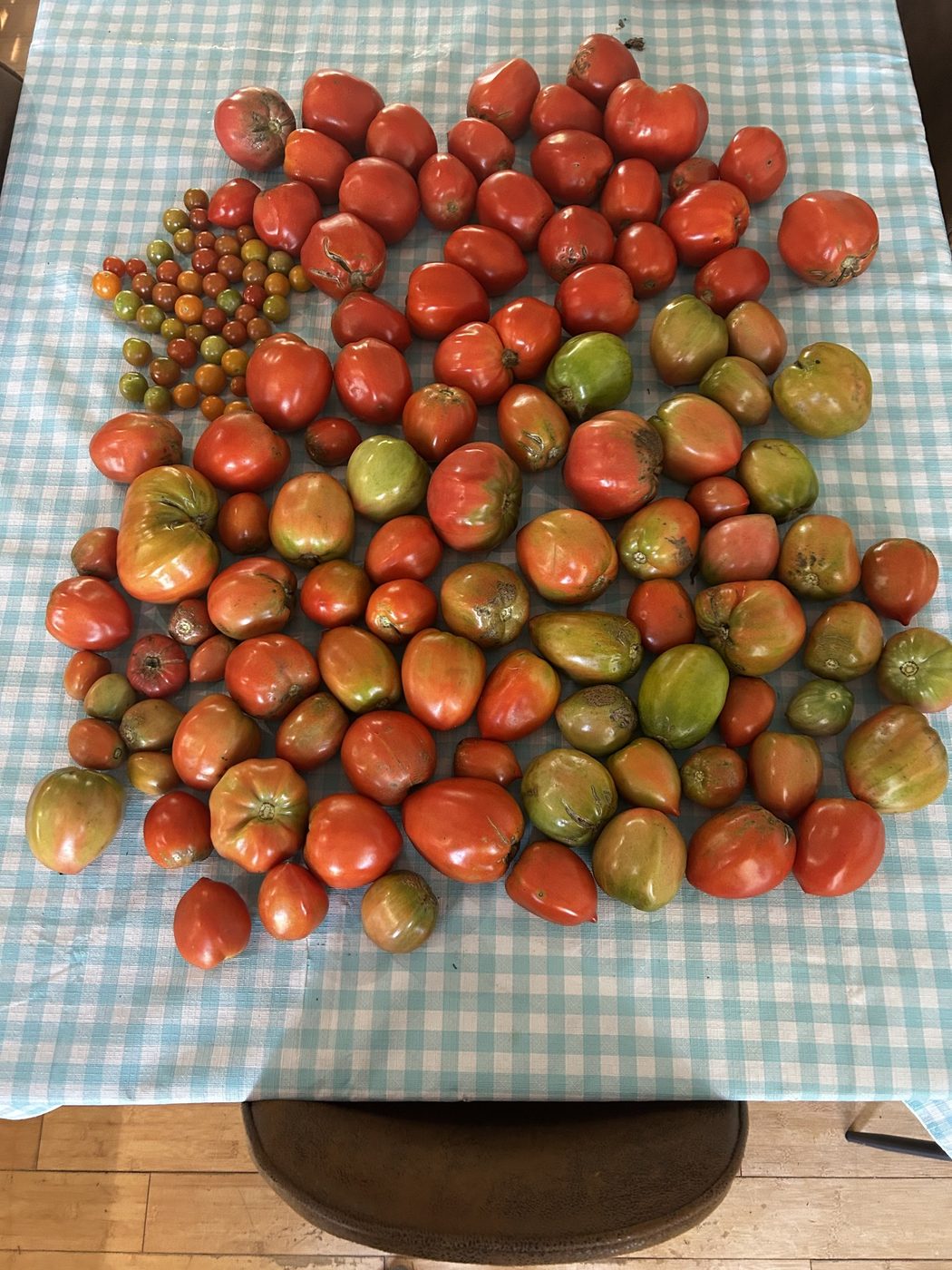 A table covered with a single layer of tomatoes at every stage from green to fully ripe, with a small pile of cherry tomatoes to one side