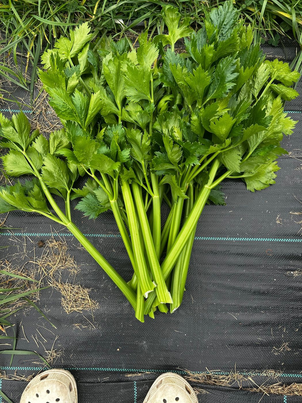 A freshly cut bundle of celery laid on black woven landscape fabric, stalks bright green with full dark green leaf tops, the gardener's clogs at the edge of the frame