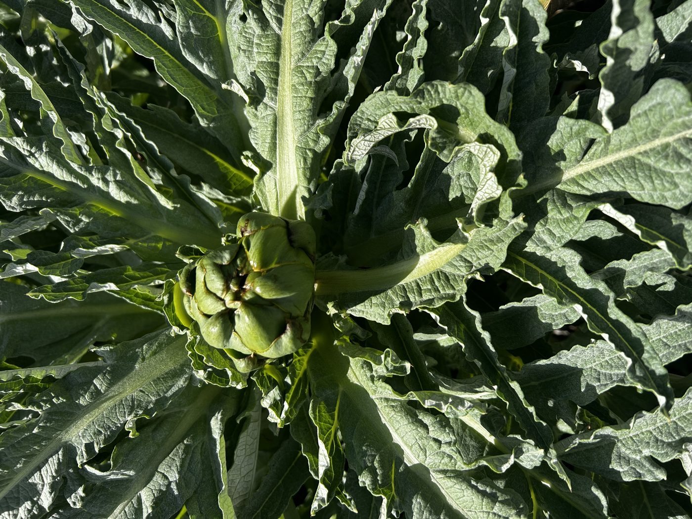 An artichoke bud at the center of a large artichoke plant, surrounded by deeply lobed silver green leaves