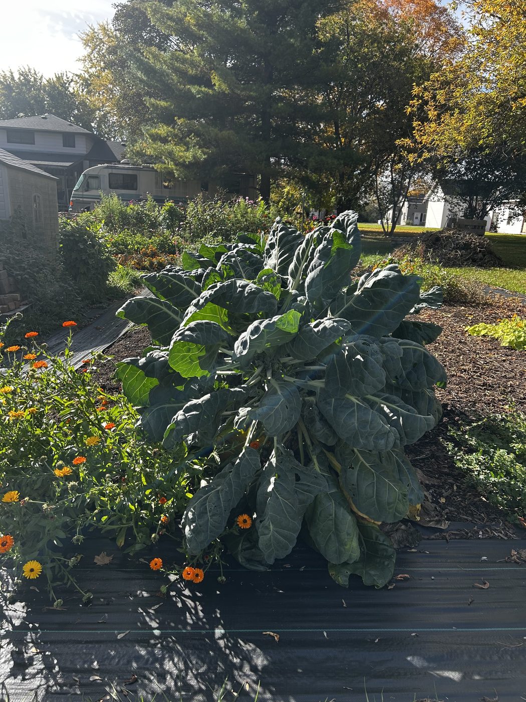 Brussels sprouts at the front of a row on black landscape fabric, large blue green leaves on thick upright stalks, calendula flowering beside them
