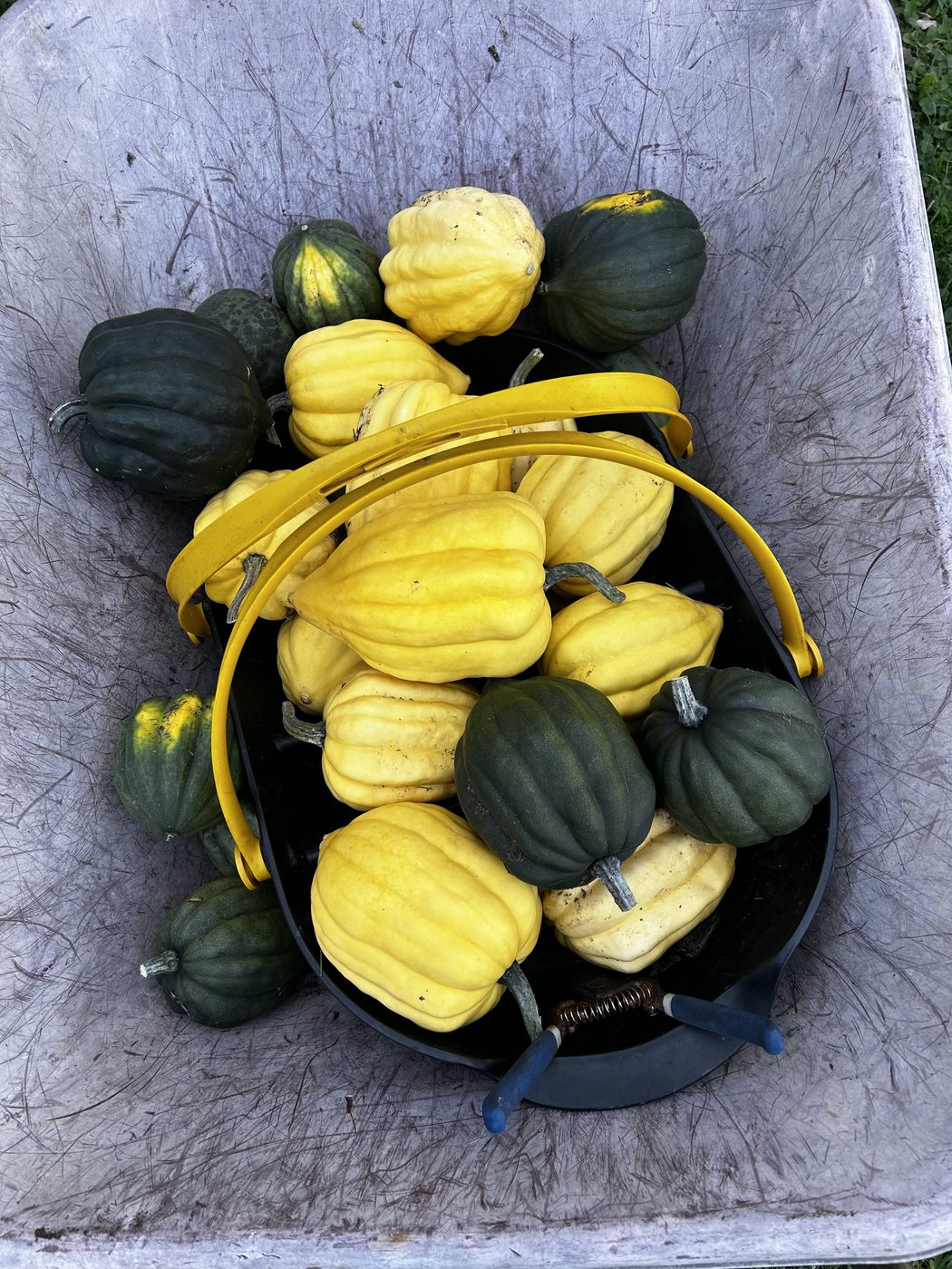 A wheelbarrow holding a black tub of winter squash, ribbed yellow acorn squash and dark green acorn squash piled together