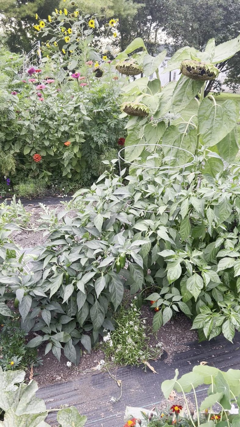 A vegetable bed in late September with bowed sunflower heads, pink and orange zinnias, and pepper plants carrying green fruit