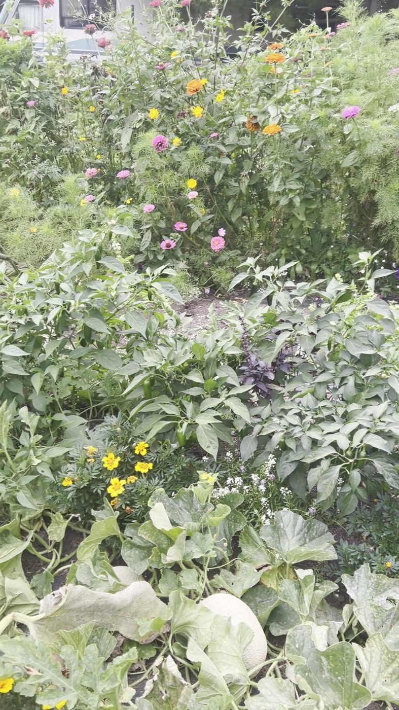 Pepper plants carrying green bell peppers and a jalapeno, with purple basil between the rows and a netted muskmelon ripening in the foreground