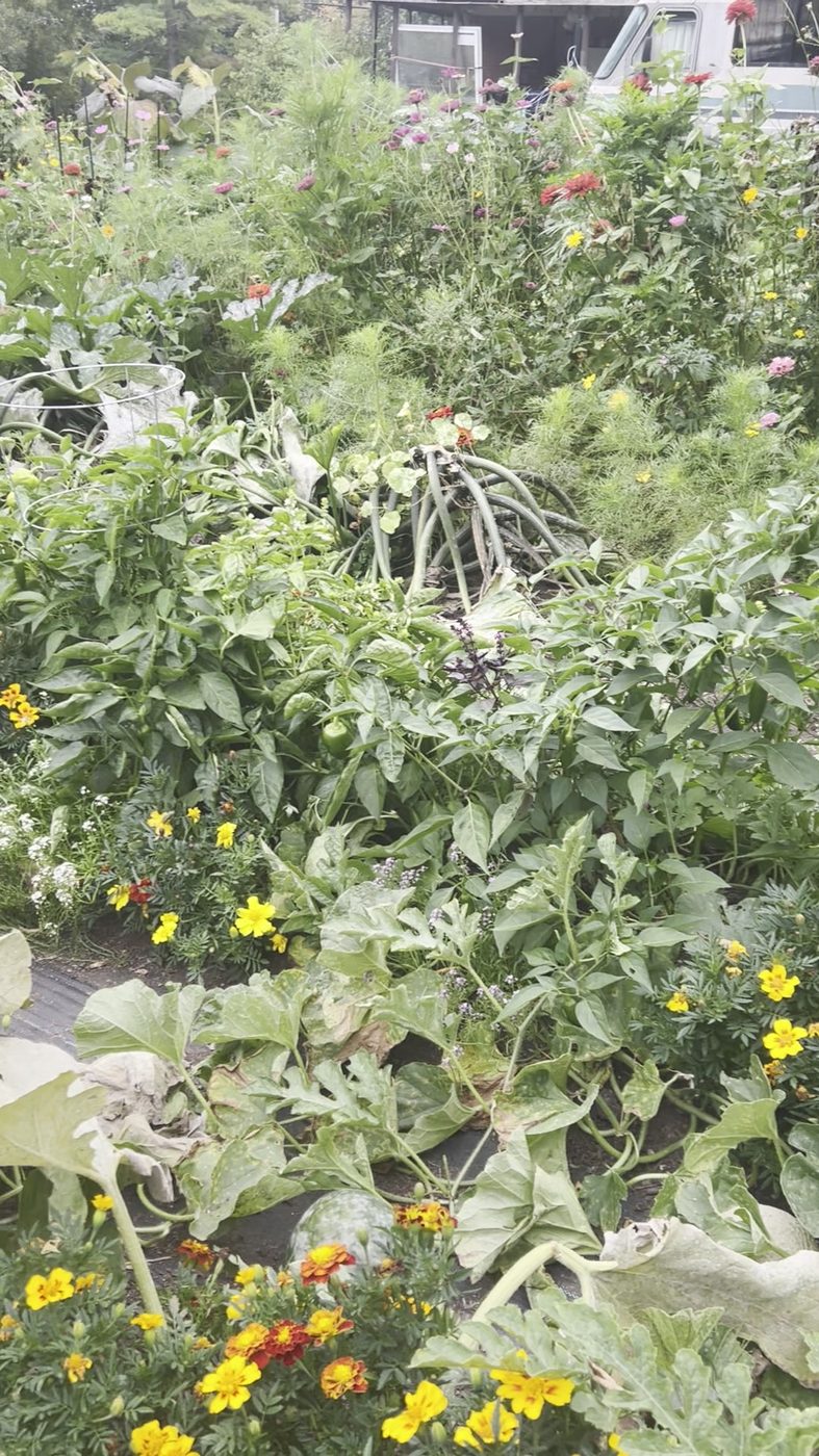 Onion tops down across the middle of a bed, pepper plants still carrying fruit, and a watermelon ripening under cucurbit leaves