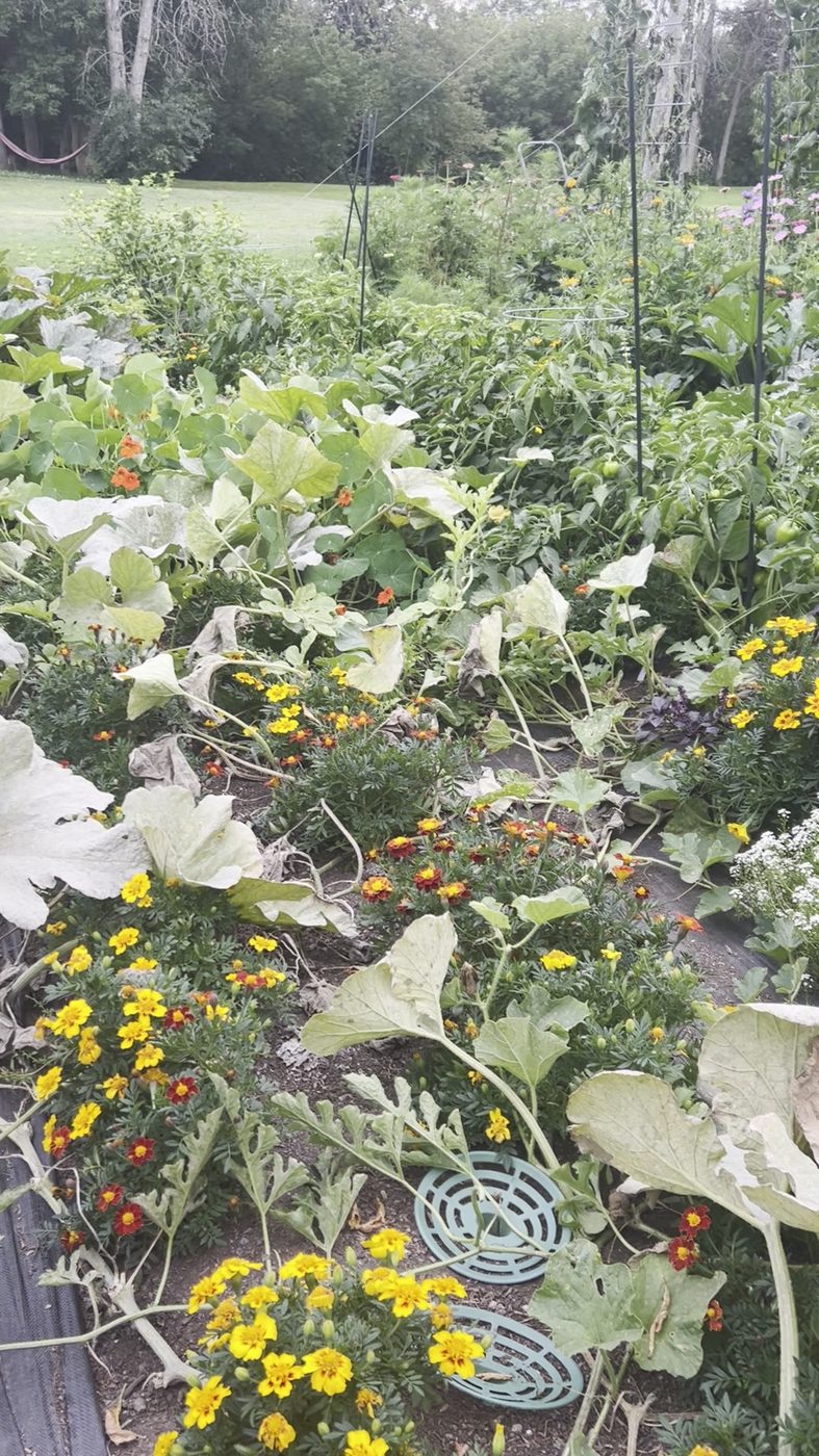 A cucurbit canopy in decline, with pale bleached leaves collapsing over the bed and staked pepper plants still green behind