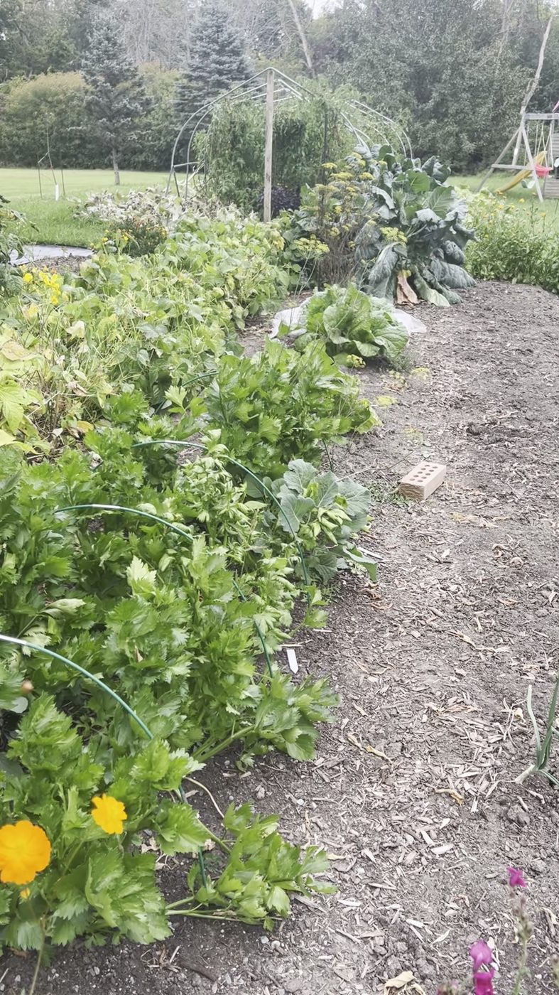 Celery growing under bent wire hoops, with a napa cabbage and a collard plant further along the row, and bare hoop frames in the background