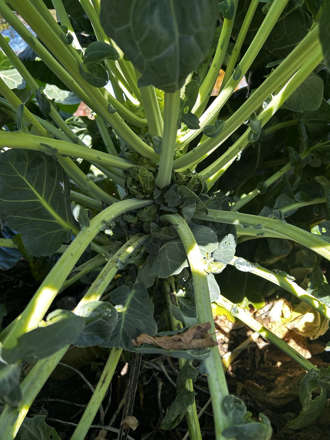 Loose Brussels sprouts on the stem