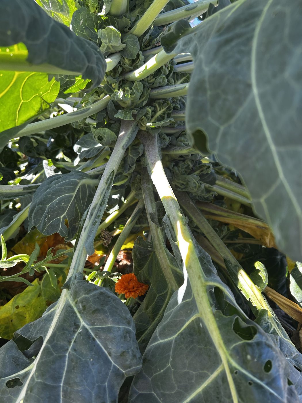 Brussels sprouts stem seen from below with calendula at the base