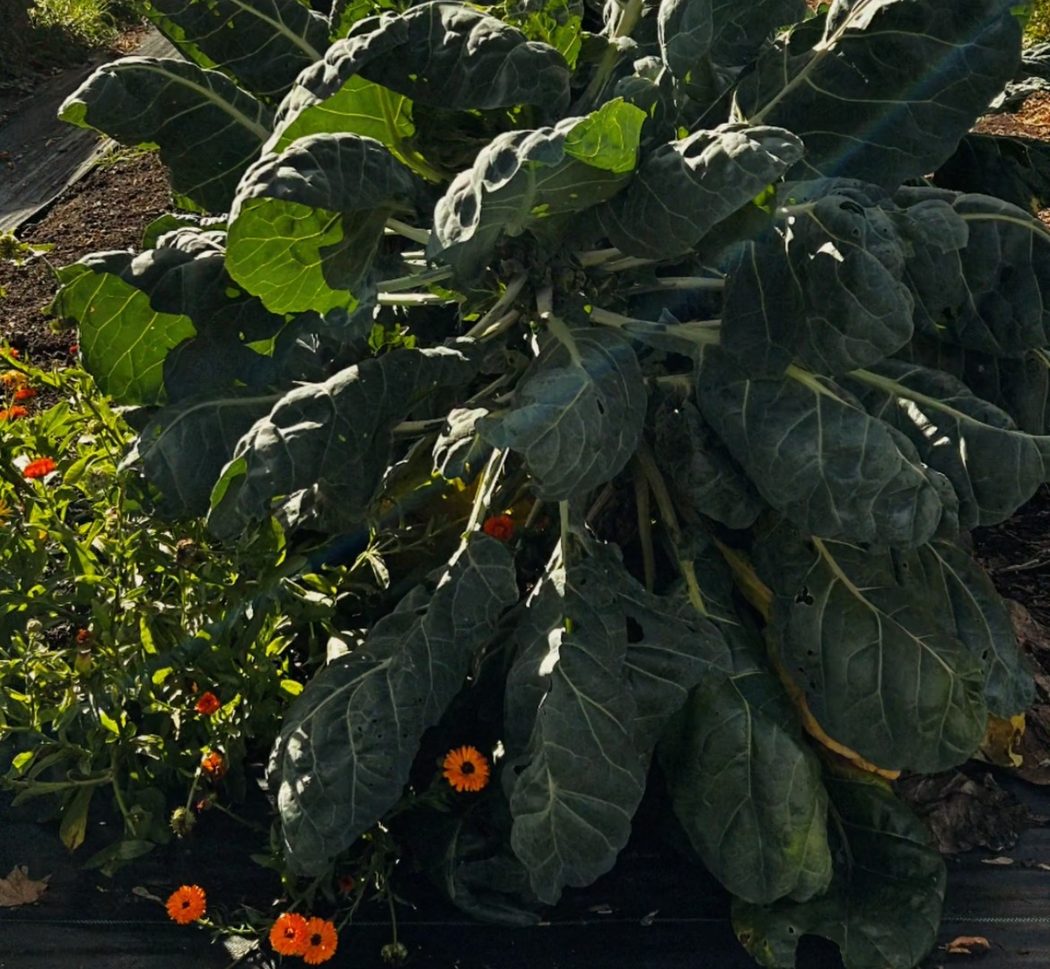 A whole Brussels sprouts plant with calendula at its base