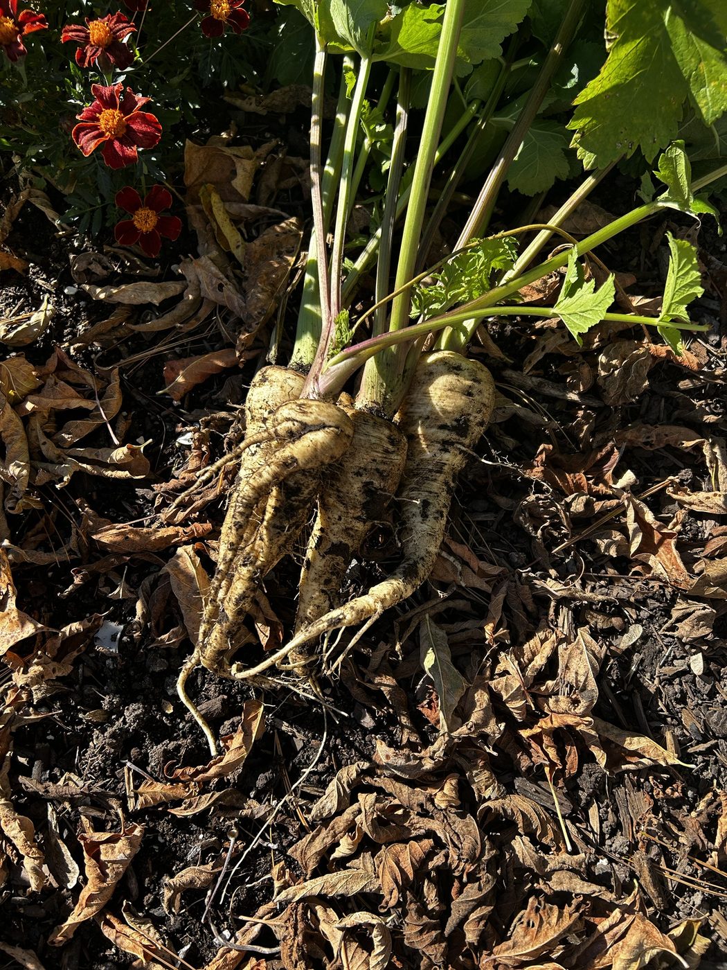 Forked parsnips on leaf mulch