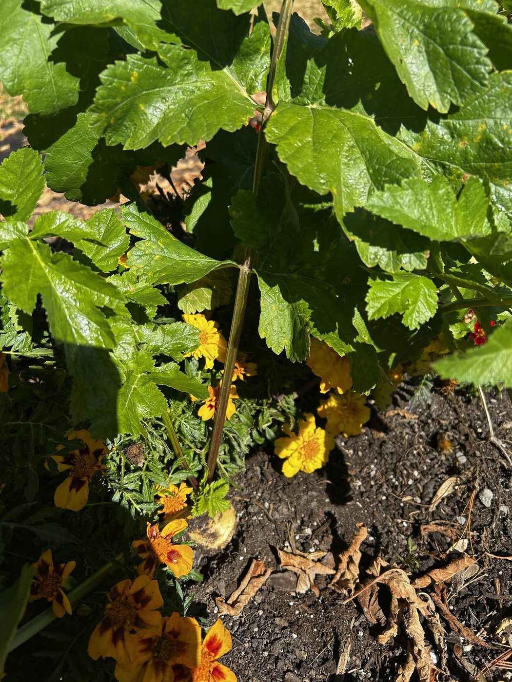 Parsnip leaves with the root shoulder showing among French marigolds
