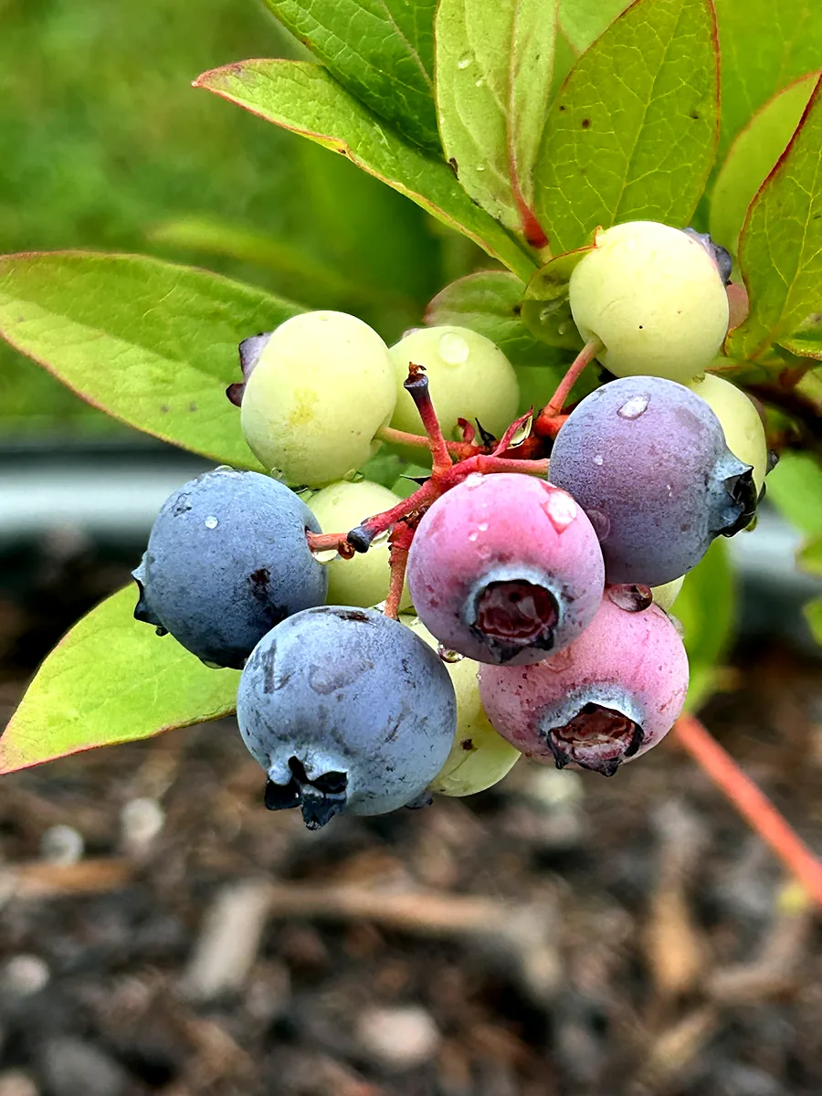 Blueberries ripening from pink to blue on the bush