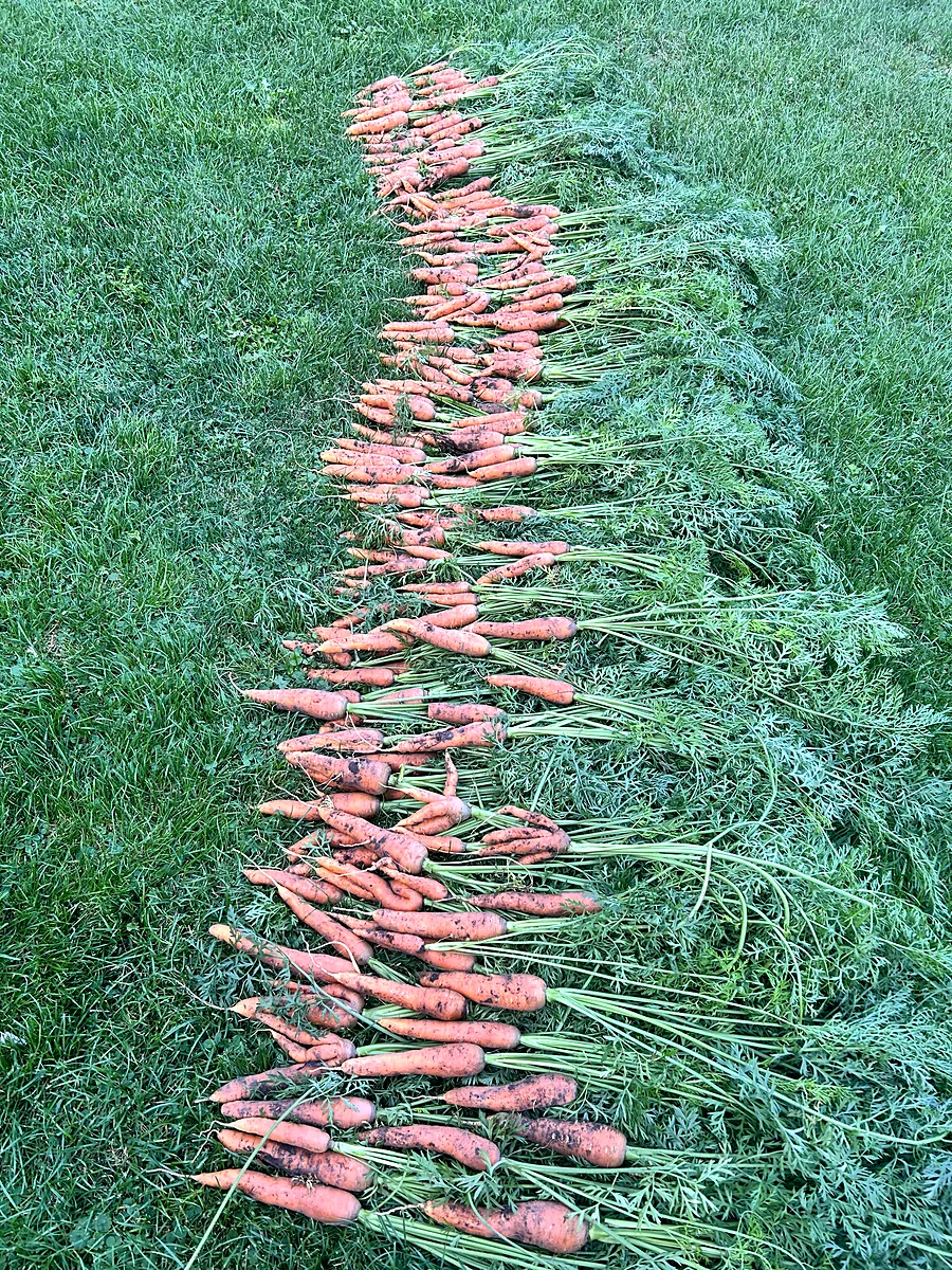 A long row of freshly pulled carrots laid out on the grass