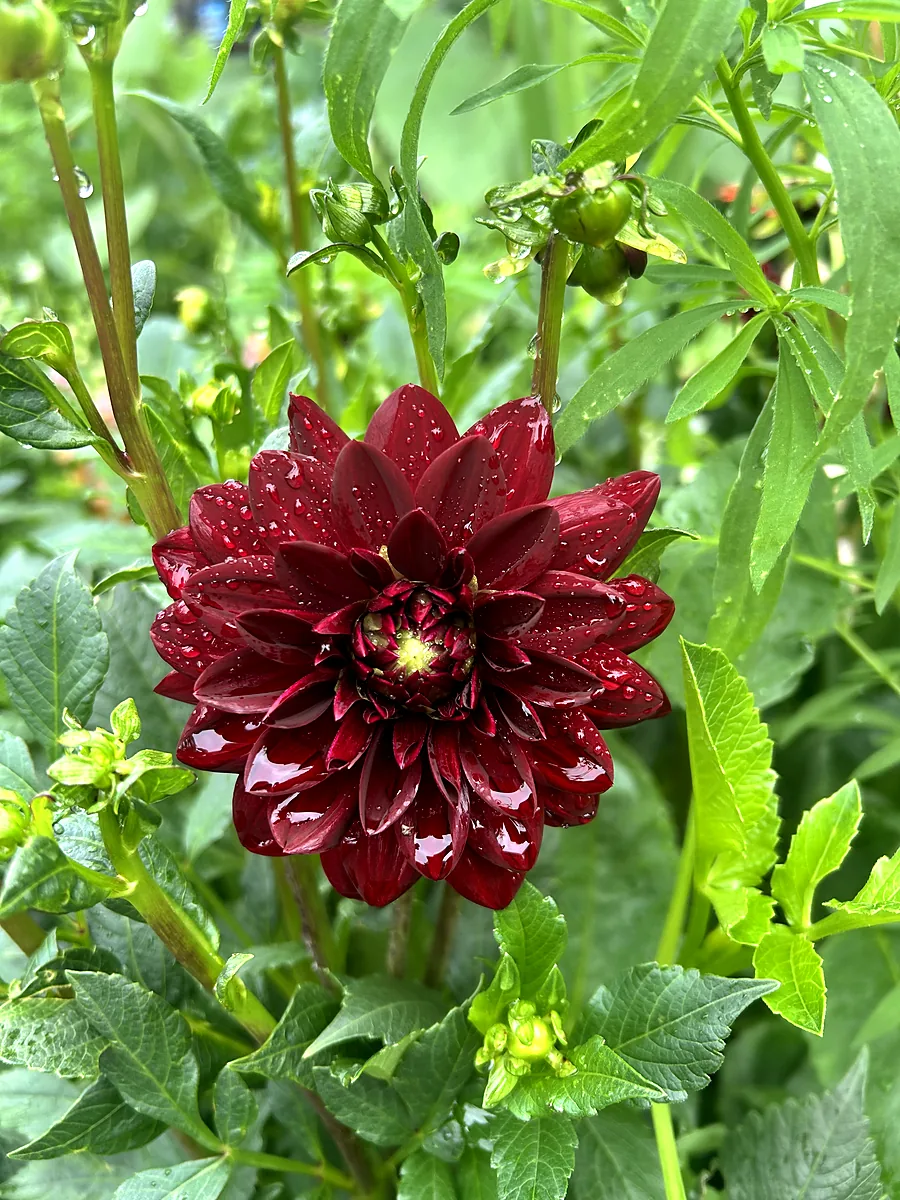A deep red dinnerplate dahlia beaded with rain
