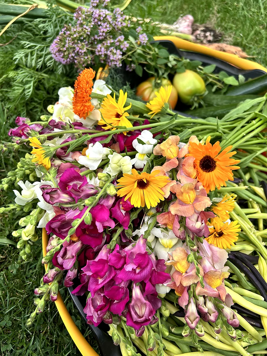 A bucket of freshly cut zinnias, snapdragons and calendula