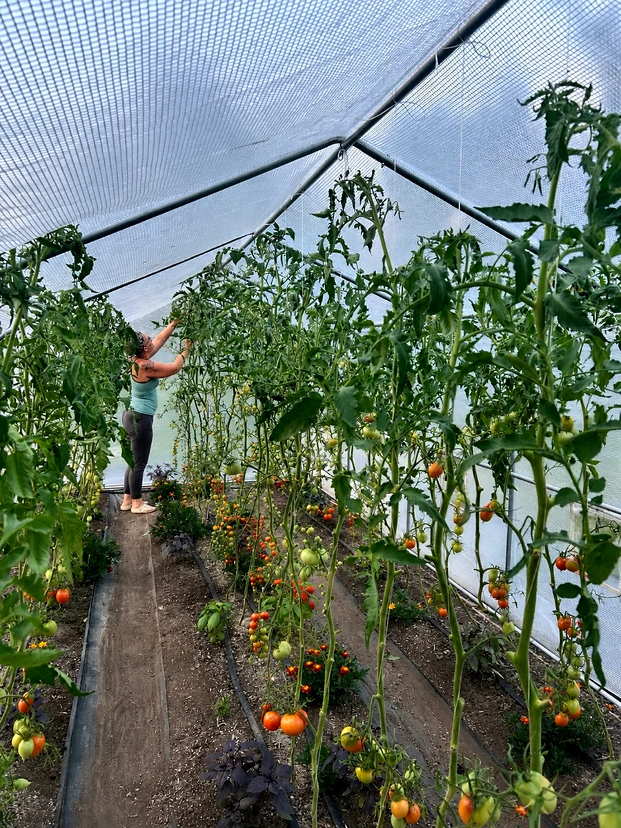 Amanda tending tomato vines inside the high tunnel