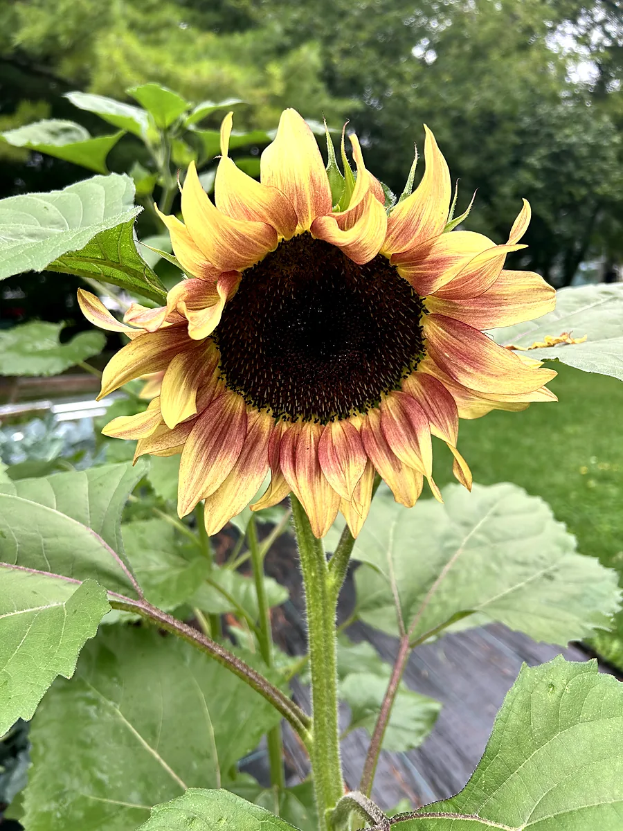 A sunflower opening above the vegetable beds
