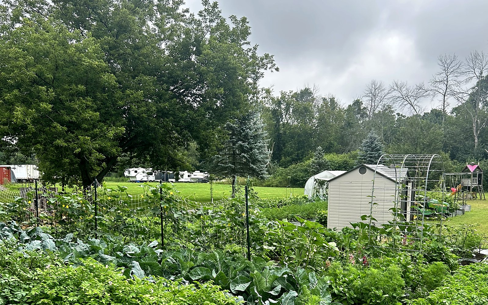 A thriving home vegetable garden in mid summer